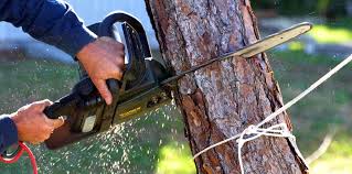  Hortonville, WI Tree Services Pros