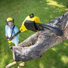 Reliable Hortonville, WI Tree Services Solutions